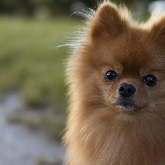 Shooting | Tier | Hund