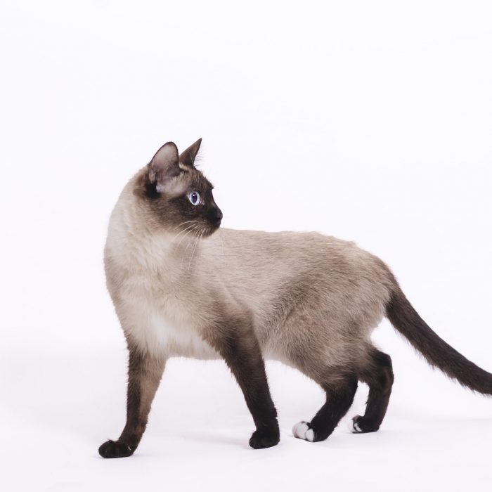 Shooting | Tier | Katze