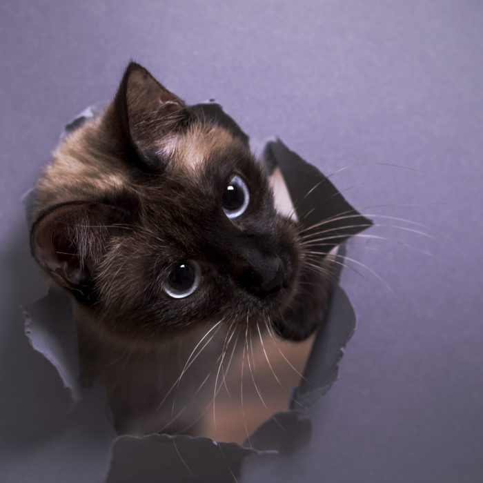 Shooting | Tier | Katze